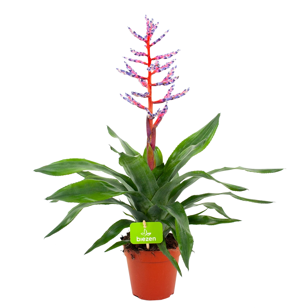 Aechmea Blue Rain - Kokerbromelia - P12 H55 - Roze-Paars - Kamerplant 3 Aechmea Blue Rain - Kokerbromelia - P12 H55 - Roze-Paars - Kamerplant