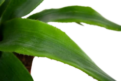 Aechmea Blue Rain - Kokerbromelia - P12 H55 - Roze-Paars - Kamerplant 7 Aechmea Blue Rain - Kokerbromelia - P12 H55 - Roze-Paars - Kamerplant -FloraHome Verkoopwinkel aechmea blue rain kokerbromelia p12 h55 roze paars 5