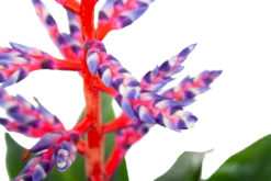 Aechmea Blue Rain - Kokerbromelia - P12 H55 - Roze-Paars - Kamerplant 8 Aechmea Blue Rain - Kokerbromelia - P12 H55 - Roze-Paars - Kamerplant -FloraHome Verkoopwinkel aechmea blue rain kokerbromelia p12 h55 roze paars 6