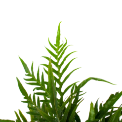 Aglaomorpha Jim - P17 H45 - Kamerplant -FloraHome Verkoopwinkel aglaomorpha jim p17 h45 3