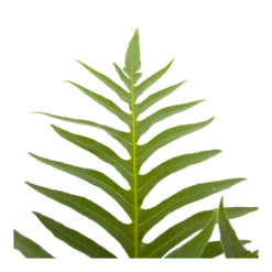 Aglaomorpha Jim - P19 H65 - Kamerplant -FloraHome Verkoopwinkel aglaomorpha jim p19 h65 3