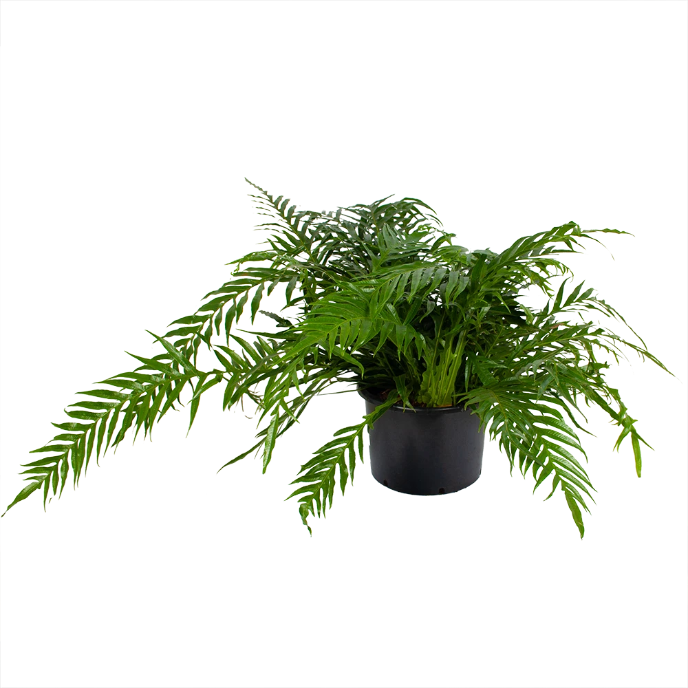 Voorkant -FloraHome Verkoopwinkel aglaomorpha jim p37 h75 kamerplant 1