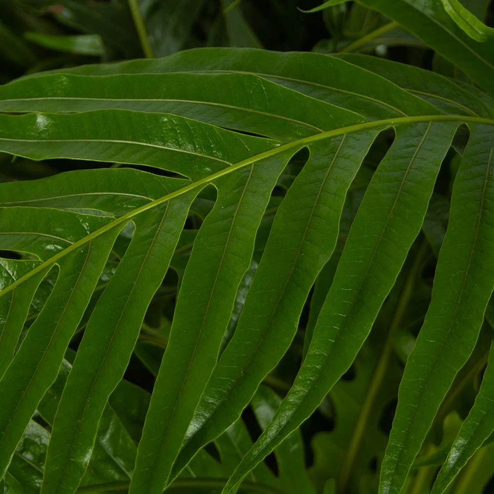 Voorkant -FloraHome Verkoopwinkel aglaomorpha jim p37 h75 kamerplant 3