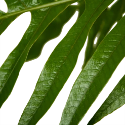 Aglaomorpha Jim - P37 H75 - Kamerplant -FloraHome Verkoopwinkel aglaomorpha jim p37 h75 kamerplant 4