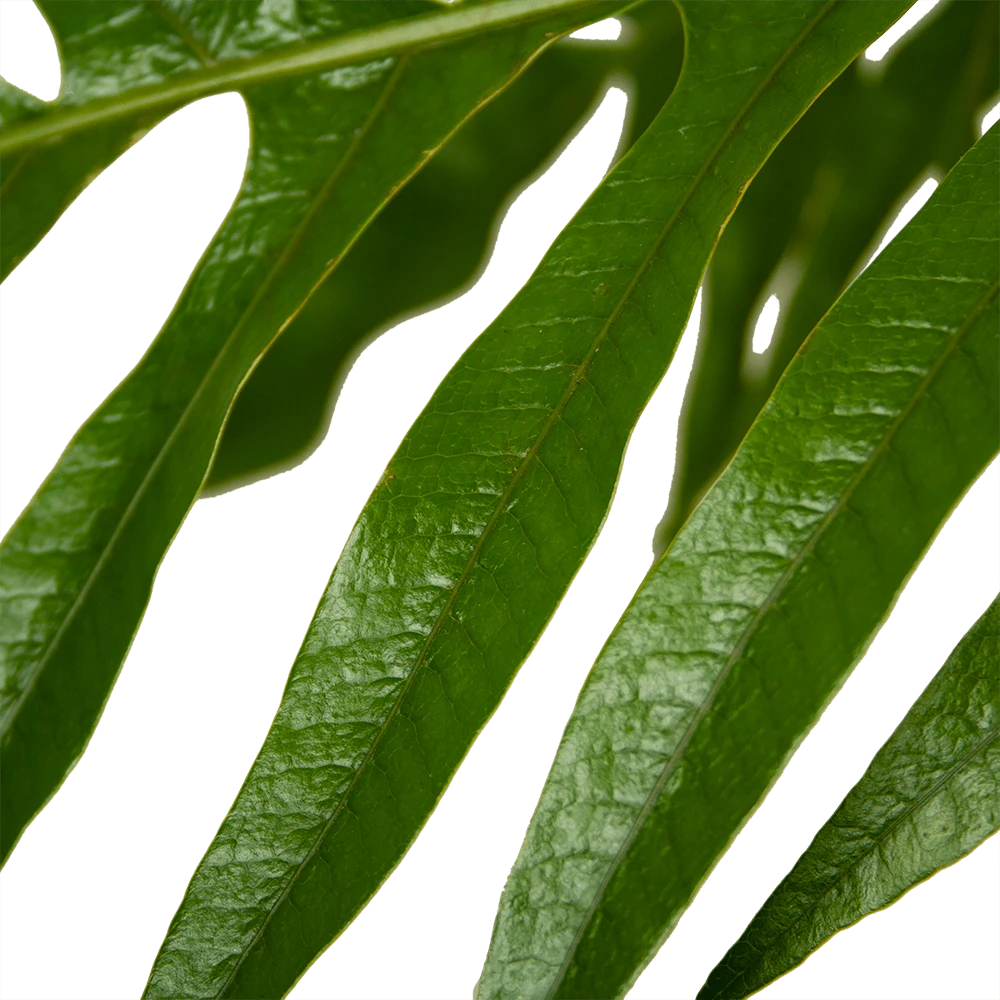 Voorkant -FloraHome Verkoopwinkel aglaomorpha jim p37 h75 kamerplant 4