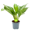 Aglaonema Freedman - P17 H60 - Kamerplant 1 Aglaonema Freedman - P17 H60 - Kamerplant -FloraHome Verkoopwinkel aglaonema freedman p17 h60 1 1