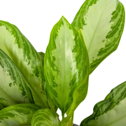 Aglaonema Freedman - P17 H60 - Kamerplant -FloraHome Verkoopwinkel aglaonema freedman p17 h60 5 1