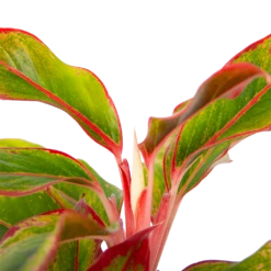 Aglaonema Light Star - P19 H35 - Kamerplant -FloraHome Verkoopwinkel aglaonema light star p19 h35 4