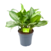 Aglaonema Silver Bay - P24 H60 - Kamerplant -FloraHome Verkoopwinkel aglaonema silver bay p24 h60 1 3