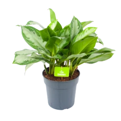 Aglaonema Silver Bay - P24 H60 - Kamerplant