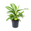 Aglaonema Silver Moon - P19 H50 - Kamerplant -FloraHome Verkoopwinkel aglaonema silver moon p19 h50 1 3