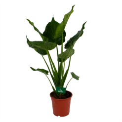 Alocasia Cucullata - Olifantsoor - P21 H90 - Kamerplant