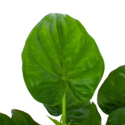 Alocasia Cucullata - Olifantsoor - P27 H80 - Kamerplant -FloraHome Verkoopwinkel alocasia cucullata olifantsoor p27 h80 5 1