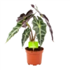 Alocasia Polly - Olifantsoor - P17 H50 - Kamerplant -FloraHome Verkoopwinkel alocasia polly olifantsoor p17 h50 1