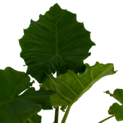 Alocasia Portodora - Olifantsoor - P21 H90 - Kamerplant -FloraHome Verkoopwinkel alocasia portodora olifantsoor p21 h90 3