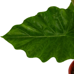 Alocasia Portodora - Olifantsoor - P21 H90 - Kamerplant -FloraHome Verkoopwinkel alocasia portodora olifantsoor p21 h90 4