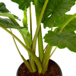 Alocasia Portodora - Olifantsoor - P35 H135 - Kamerplant -FloraHome Verkoopwinkel alocasia portodora olifantsoor p35 h135 5 1