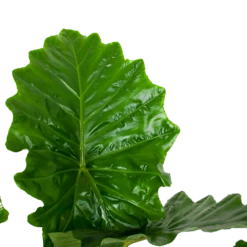 Alocasia Portodora - Olifantsoor - P35 H135 - Kamerplant -FloraHome Verkoopwinkel alocasia portodora olifantsoor p35 h135 6 1