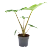 Alocasia Zebrina - Olifantsoor - P14 H40 - Kamerplant -FloraHome Verkoopwinkel alocasia zebrina olifantsoor p14 h40 1 14
