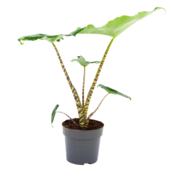 Alocasia Zebrina - Olifantsoor - P14 H40 - Kamerplant