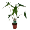 Alocasia Zebrina - Olifantsoor - P17 H60 - Kamerplant -FloraHome Verkoopwinkel alocasia zebrina olifantsoor p17 h60 1