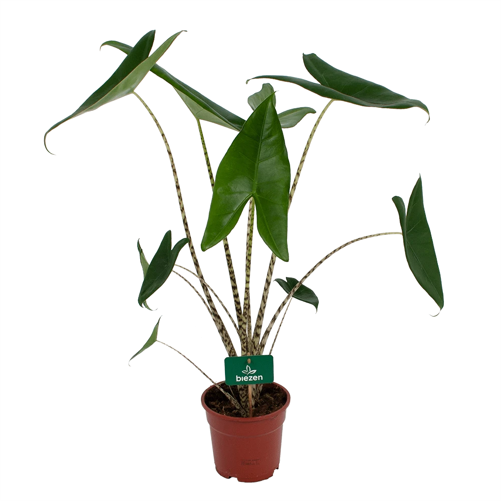 Alocasia Zebrina - Olifantsoor - P17 H60 - Kamerplant 3 Alocasia Zebrina - Olifantsoor - P17 H60 - Kamerplant