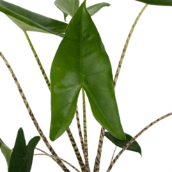 Alocasia Zebrina - Olifantsoor - P17 H60 - Kamerplant 7 Alocasia Zebrina - Olifantsoor - P17 H60 - Kamerplant -FloraHome Verkoopwinkel alocasia zebrina olifantsoor p17 h60 3