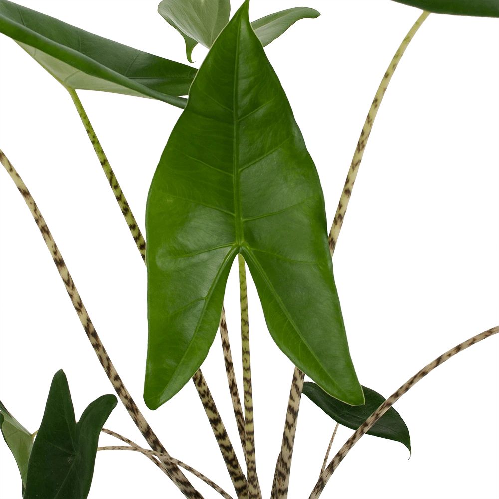 Alocasia Zebrina - Olifantsoor - P17 H60 - Kamerplant 4 Alocasia Zebrina - Olifantsoor - P17 H60 - Kamerplant - Afbeelding 2