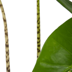 Alocasia Zebrina - Olifantsoor - P17 H60 - Kamerplant 8 Alocasia Zebrina - Olifantsoor - P17 H60 - Kamerplant -FloraHome Verkoopwinkel alocasia zebrina olifantsoor p17 h60 4