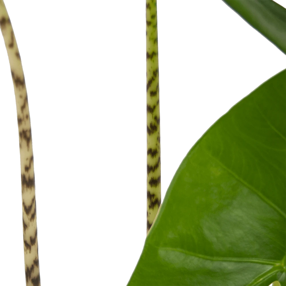 Alocasia Zebrina - Olifantsoor - P17 H60 - Kamerplant 5 Alocasia Zebrina - Olifantsoor - P17 H60 - Kamerplant - Afbeelding 3