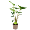 Alocasia Zebrina - Olifantsoor - P21 H70 - Kamerplant -FloraHome Verkoopwinkel alocasia zebrina olifantsoor p21 h100 4 12