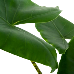 Alocasia Zebrina - Olifantsoor - P21 H70 - Kamerplant -FloraHome Verkoopwinkel alocasia zebrina olifantsoor p21 h100 5