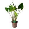 Alocasia Zebrina - Olifantsoor - P24 H90 - Kamerplant 2 Alocasia Zebrina - Olifantsoor - P24 H90 - Kamerplant -FloraHome Verkoopwinkel alocasia zebrina olifantsoor p24 h90 1