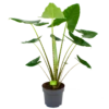 Alocasia Zebrina - Olifantsoor - P32 H120 - Kamerplant -FloraHome Verkoopwinkel alocasia zebrina olifantsoor p32 h120 4 12