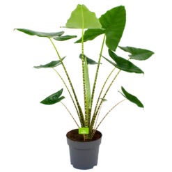 Alocasia Zebrina - Olifantsoor - P32 H120 - Kamerplant