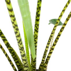 Alocasia Zebrina - Olifantsoor - P32 H120 - Kamerplant -FloraHome Verkoopwinkel alocasia zebrina olifantsoor p32 h120 6