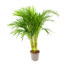 Areca - Goudpalm - P17 H90 - Kamerplant 2 Areca - Goudpalm - P17 H90 - Kamerplant -FloraHome Verkoopwinkel areca goudpalm p17 h90 1 3