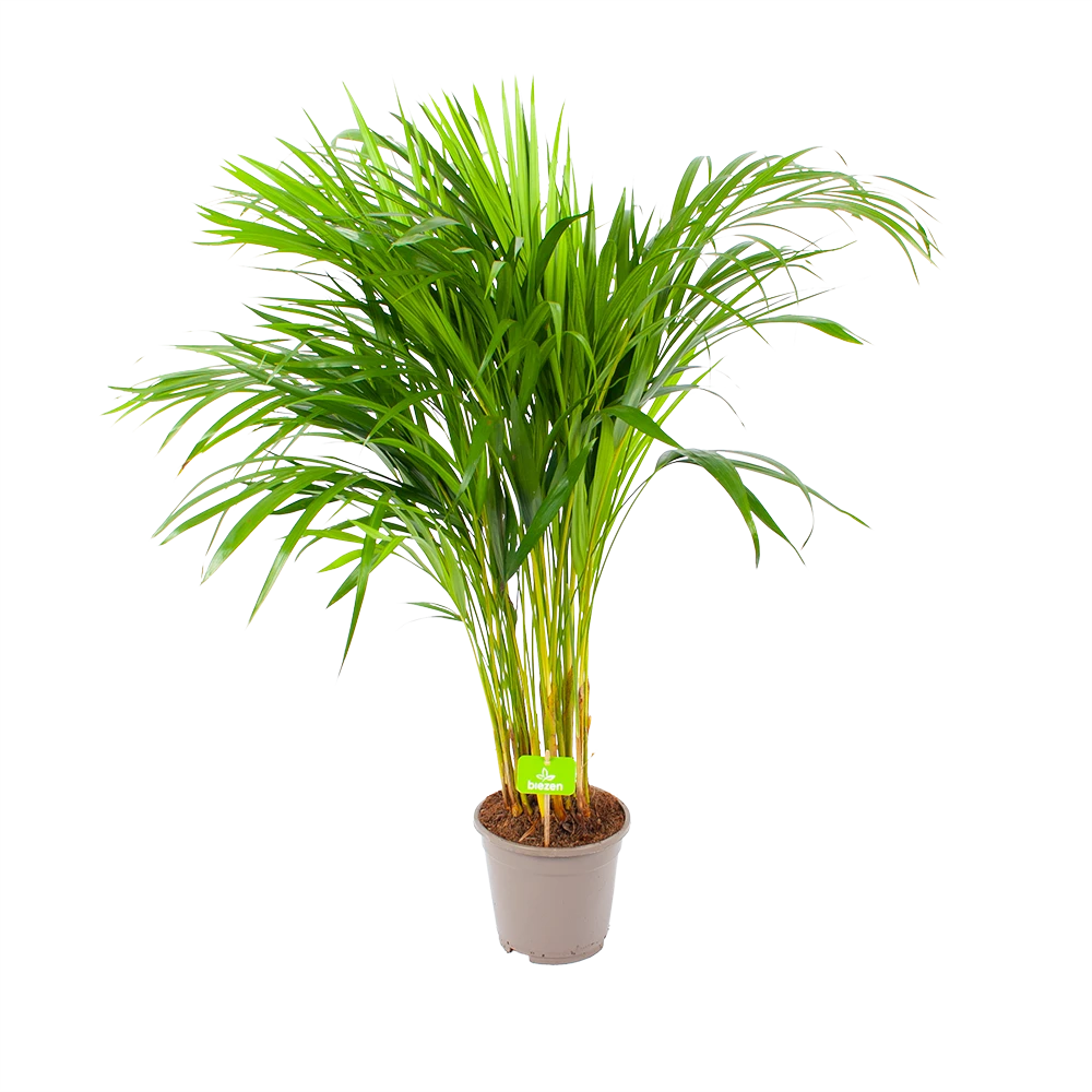 Areca - Goudpalm - P17 H90 - Kamerplant 3 Areca - Goudpalm - P17 H90 - Kamerplant