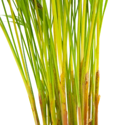 Areca - Goudpalm - P17 H90 - Kamerplant 8 Areca - Goudpalm - P17 H90 - Kamerplant -FloraHome Verkoopwinkel areca goudpalm p17 h90 6 2