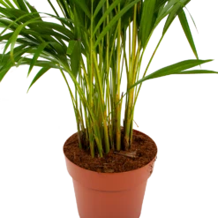 Areca - Goudpalm - P21 H100 - Kamerplant 8 Areca - Goudpalm - P21 H100 - Kamerplant -FloraHome Verkoopwinkel areca goudpalm p21 h100 6 1