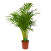 Areca - Goudpalm - P24 H140 - Kamerplant 2 Areca - Goudpalm - P24 H140 - Kamerplant -FloraHome Verkoopwinkel areca goudpalm p24 h140 kamerplant 1