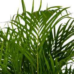 Areca - Goudpalm - P24 H140 - Kamerplant 8 Areca - Goudpalm - P24 H140 - Kamerplant -FloraHome Verkoopwinkel areca goudpalm p24 h140 kamerplant 4
