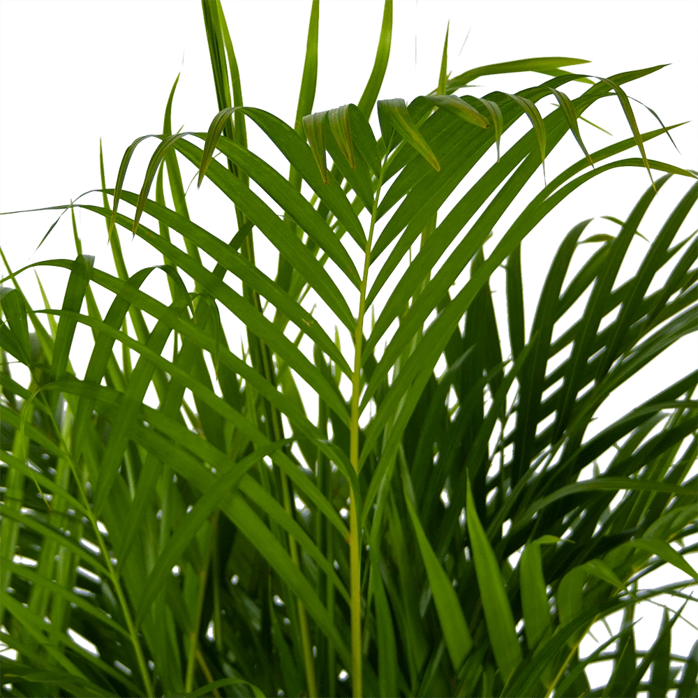 Areca - Goudpalm - P24 H140 - Kamerplant 5 Areca - Goudpalm - P24 H140 - Kamerplant - Afbeelding 3