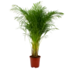 Areca - Goudpalm - P27 H180 - Kamerplant
