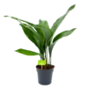 Aspidistra Elatior - Kwartjesplant - P15 H60 - Kamerplant 2 Aspidistra Elatior - Kwartjesplant - P15 H60 - Kamerplant -FloraHome Verkoopwinkel aspidistra elatior kwartjesplant p15 h60 1 1