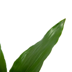 Aspidistra Elatior - Kwartjesplant - P15 H60 - Kamerplant -FloraHome Verkoopwinkel aspidistra elatior kwartjesplant p15 h60 5 1