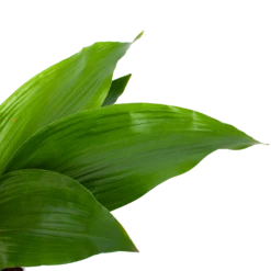 Aspidistra Elatior - Kwartjesplant - P17 H70 - Kamerplant -FloraHome Verkoopwinkel aspidistra elatior kwartjesplant p17 h70 5 1