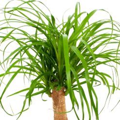 Beaucarnea Recurvata - Op Stam - Olifantenpoot - P21 H60 - Kamerplant -FloraHome Verkoopwinkel beaucarnea recurvata op stam olifantenpoot p21 h60 6 1