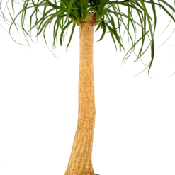 Beaucarnea Recurvata - Op Stam - Olifantenpoot - P27 H100 - Kamerplant -FloraHome Verkoopwinkel beaucarnea recurvata op stam olifantenpoot p27 h100 6 1