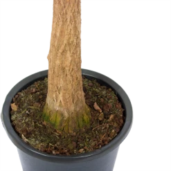 Beaucarnea Recurvata - Op Stam - Olifantenpoot - P32 H130 - Kamerplant -FloraHome Verkoopwinkel beaucarnea recurvata op stam olifantenpoot p32 h130 5 3